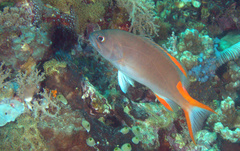 Gracila albomarginata