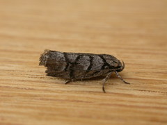 Lichenaula onychodes