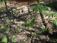 Dirca decipiens