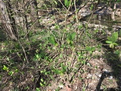 Dirca decipiens