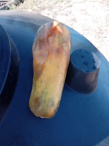Papaya