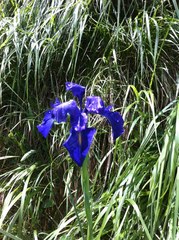 Iris latifolia