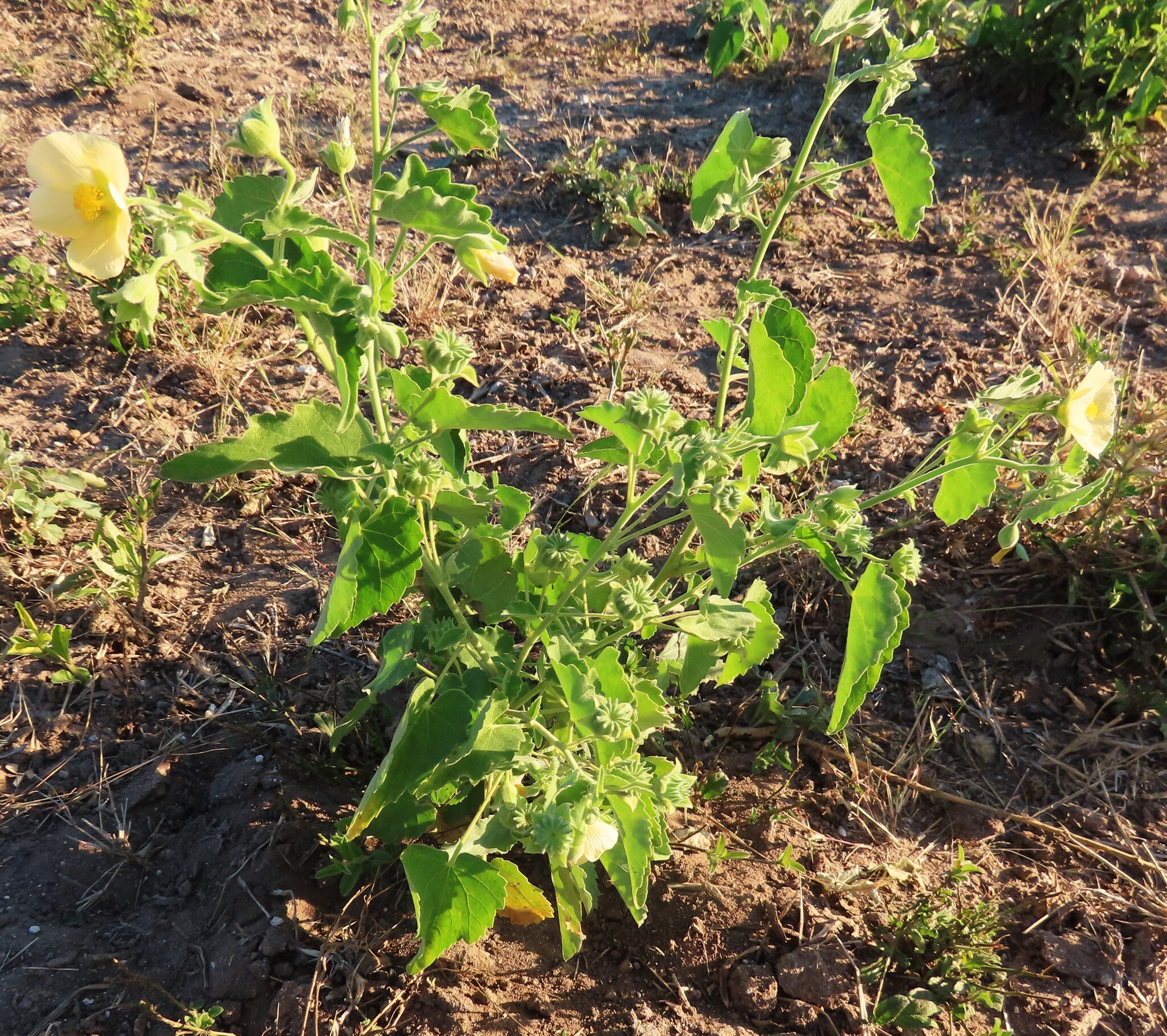 Abutilon rehmannii Baker f.