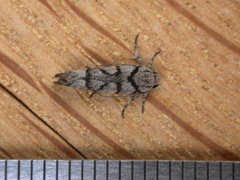 Lichenaula onychodes