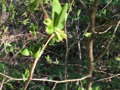 Dirca decipiens
