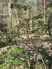 Dirca decipiens