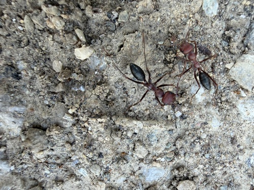 Nodal Desert Ant