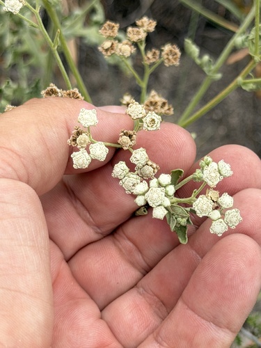 Parthenium confertum, photograph 6