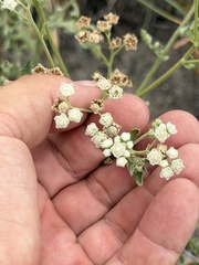Parthenium confertum, photograph (c) Ian McFaul, some rights reserved (CC BY)