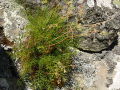 Anisotome brevistylis