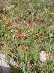 Aegilops geniculata, photograph (c) yelena_antipova, some rights reserved (CC BY)