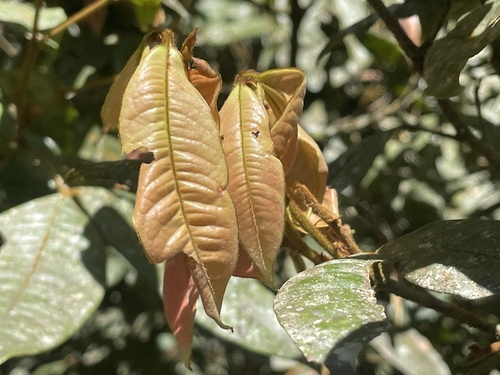 Mischocarpus lachnocarpus observed 2026-05-21