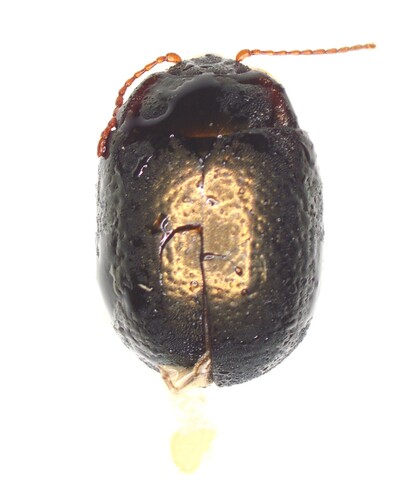 Bronze Beetle