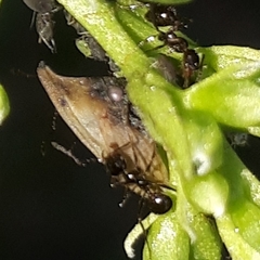 Enchenopa squamigera