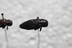 Chrysobothris merkelii