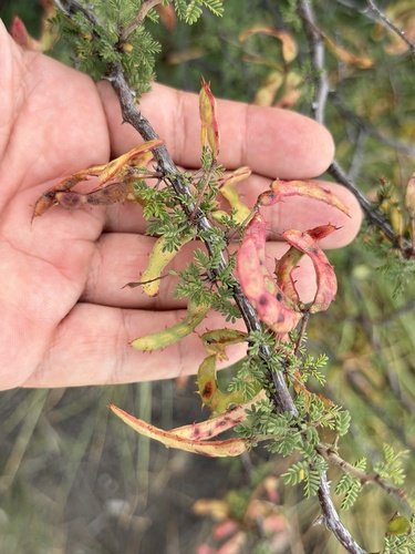 Mimosa texana, photograph 3