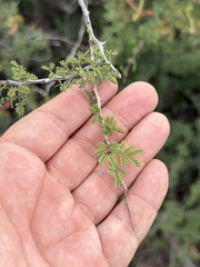 Mimosa texana, photograph (c) Ian McFaul, some rights reserved (CC BY)