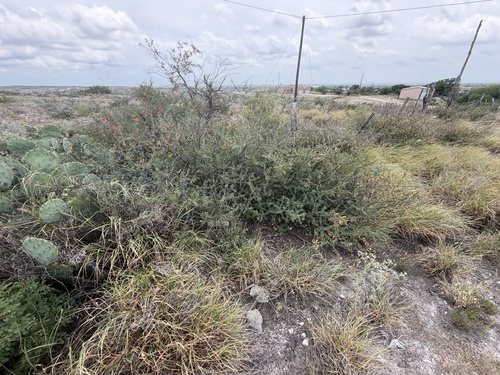 Mimosa texana, photograph 5