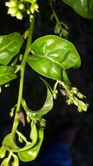 Enchenopa squamigera