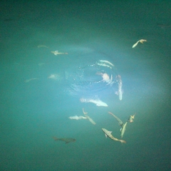 Cephalopholis colonus