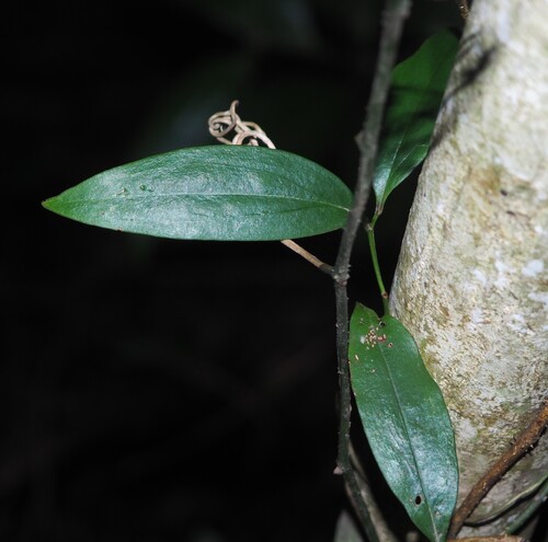 Petermannia cirrosa observed 2026-05-20