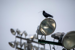 Corvus brachyrhynchos