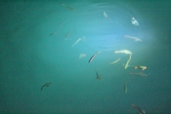 Cephalopholis colonus