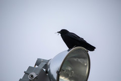 Corvus brachyrhynchos