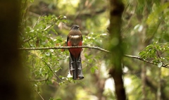 Trogon mexicanus