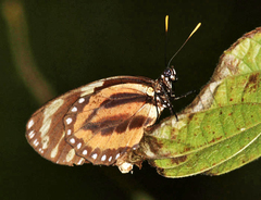 Lycorea halia atergatis