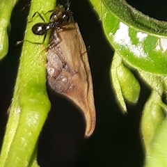 Enchenopa squamigera