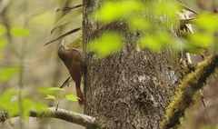 Lepidocolaptes affinis