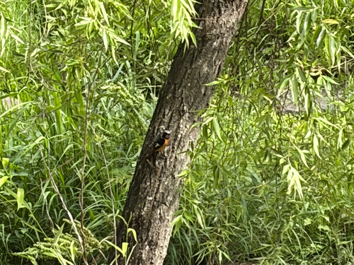 Daurian Redstart