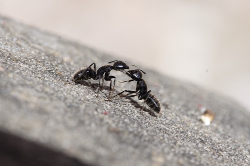 Hairy Carpenter Ant, Pisa, Italia, photo 8 of 10