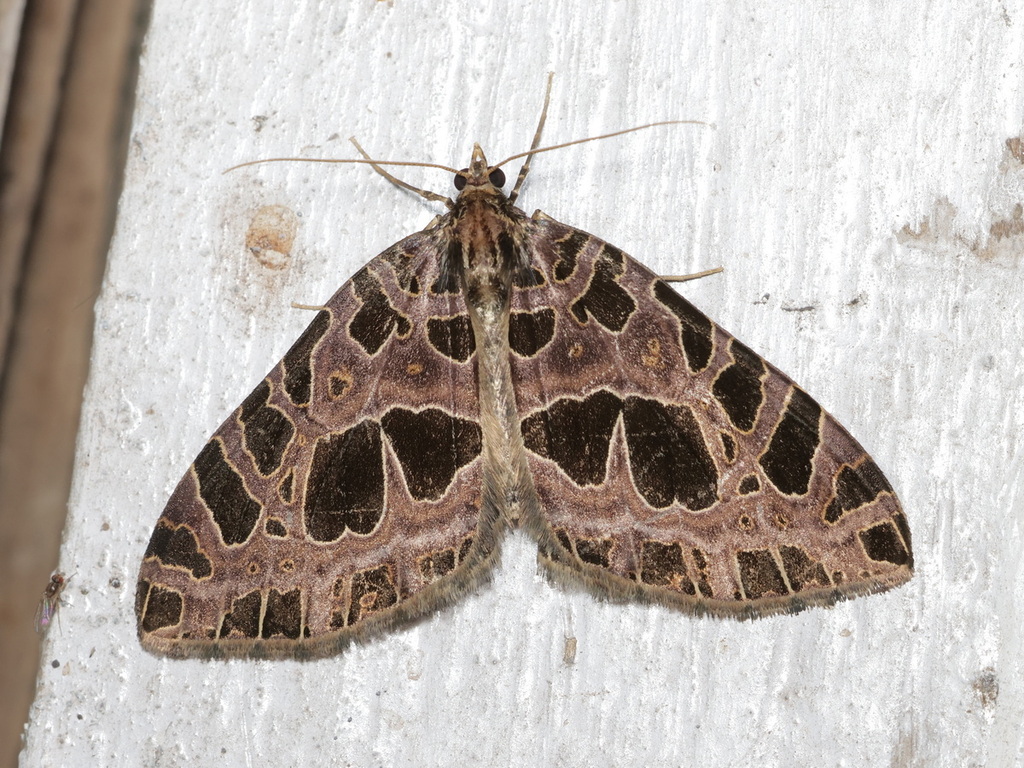 Eustroma disrupta