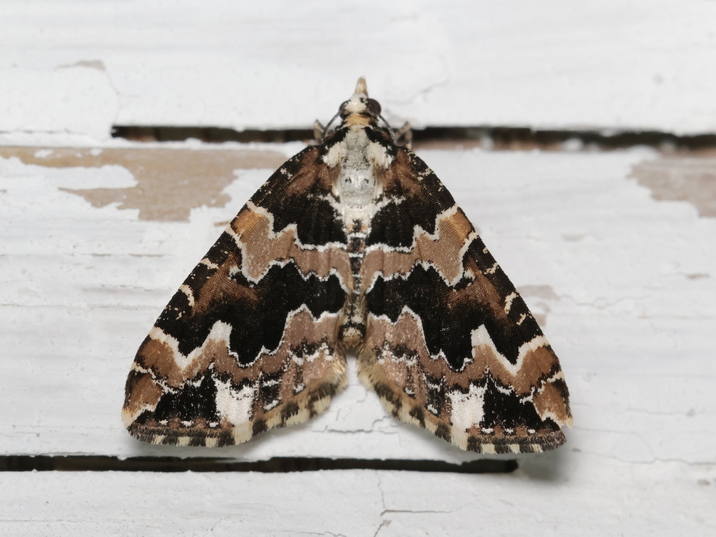 Electrophaes niveopicta