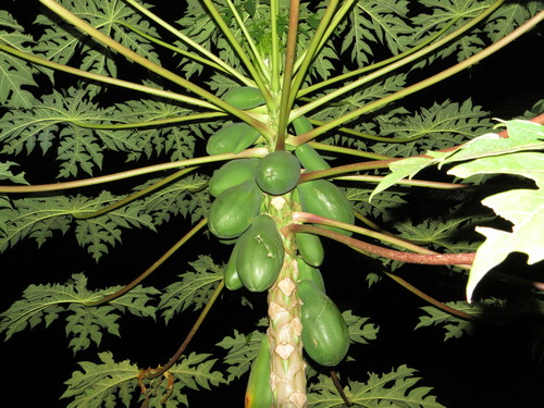 Caricaceae image
