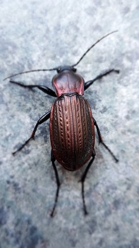 Carabus morbillosus