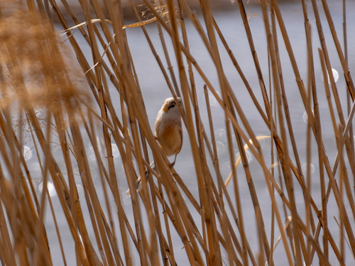 Reed Parrotbill