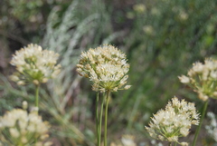 Allium flavescens