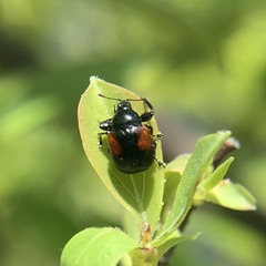 Synolabus bipustulatus