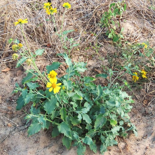 cowpen daisy