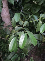 Garcinia dulcis