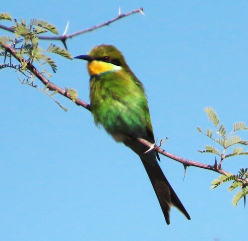 Swallow-tailed Bee-eater