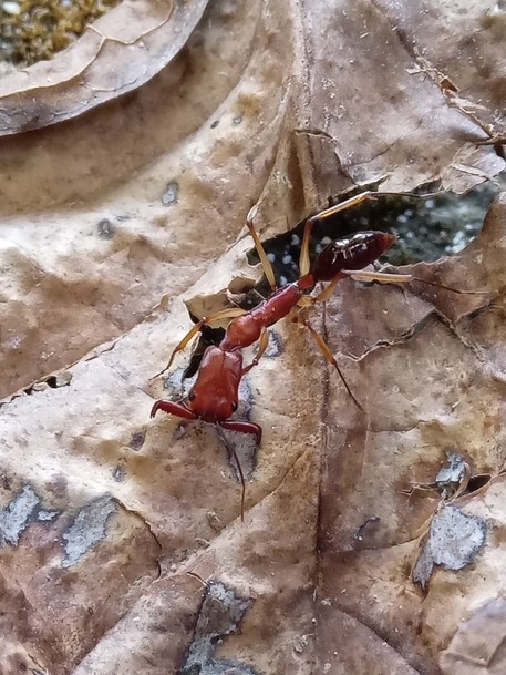 Odontomachus ampipitbaybay