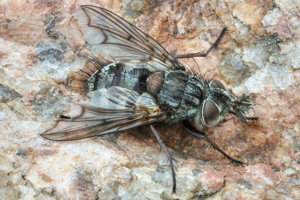 Bothria subalpina