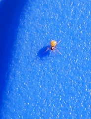 Araneae