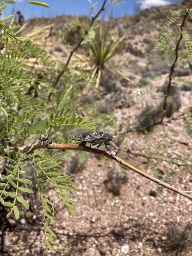 Common Cactus Dodger