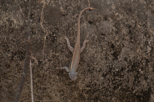 Boulder Spiny Lizard