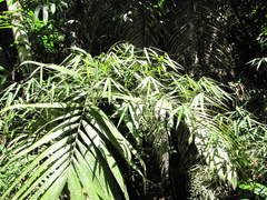 Bartlett's Bamboo (Rhipidocladum bartlettii)